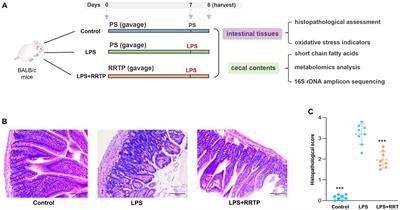 Unlocking the potential of Rosa roxburghii Tratt polyphenol: a novel approach to treating acute lung injury from a perspective of the lung-gut axis